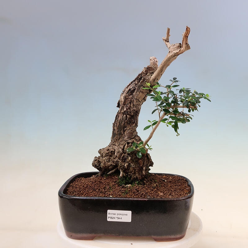 Izbová bonsai - Olea europaea sylvestris -Oliva evropská drobnolistá