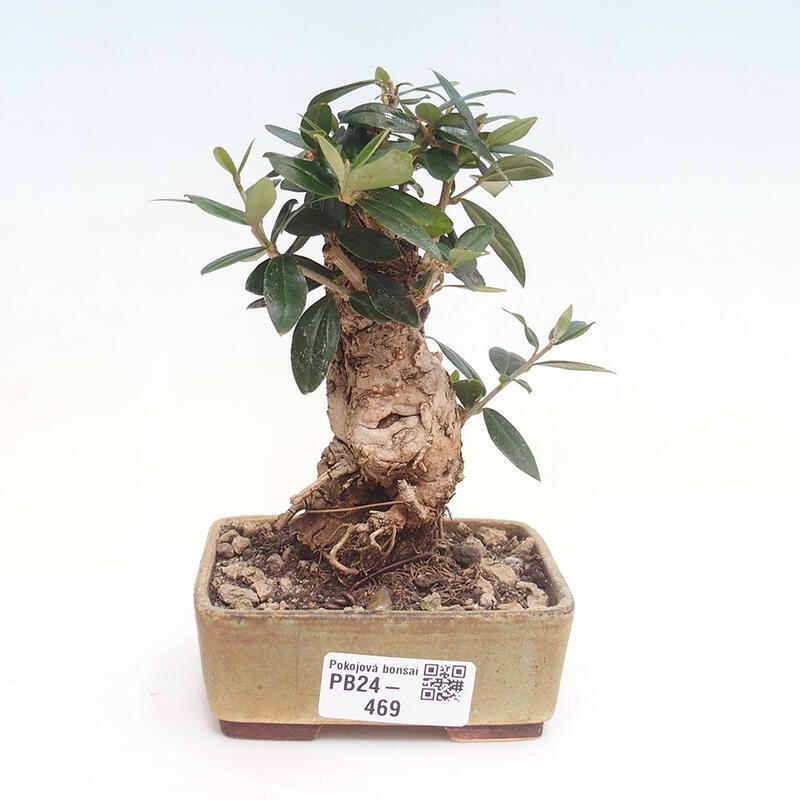 Izbová bonsai - Olea europaea sylvestris -Oliva evropská drobnolistá