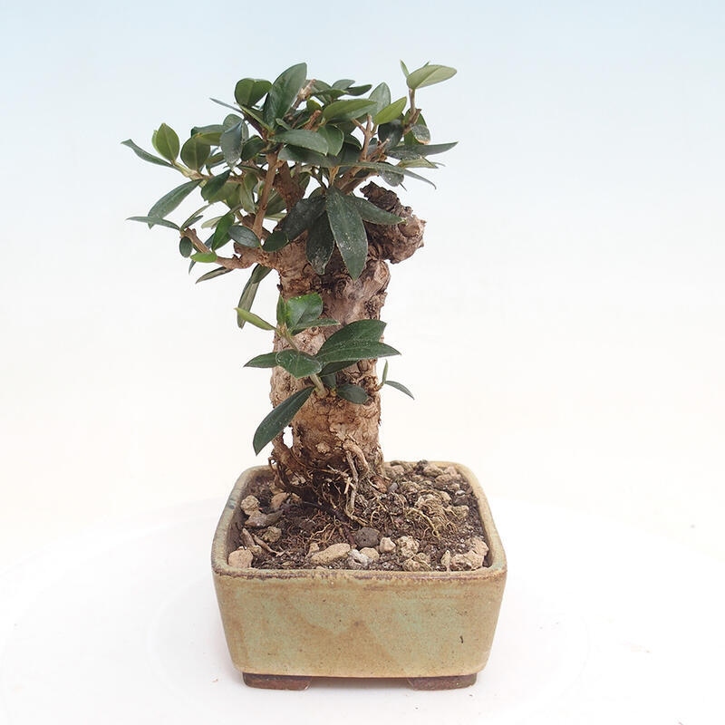 Izbová bonsai - Olea europaea sylvestris -Oliva evropská drobnolistá