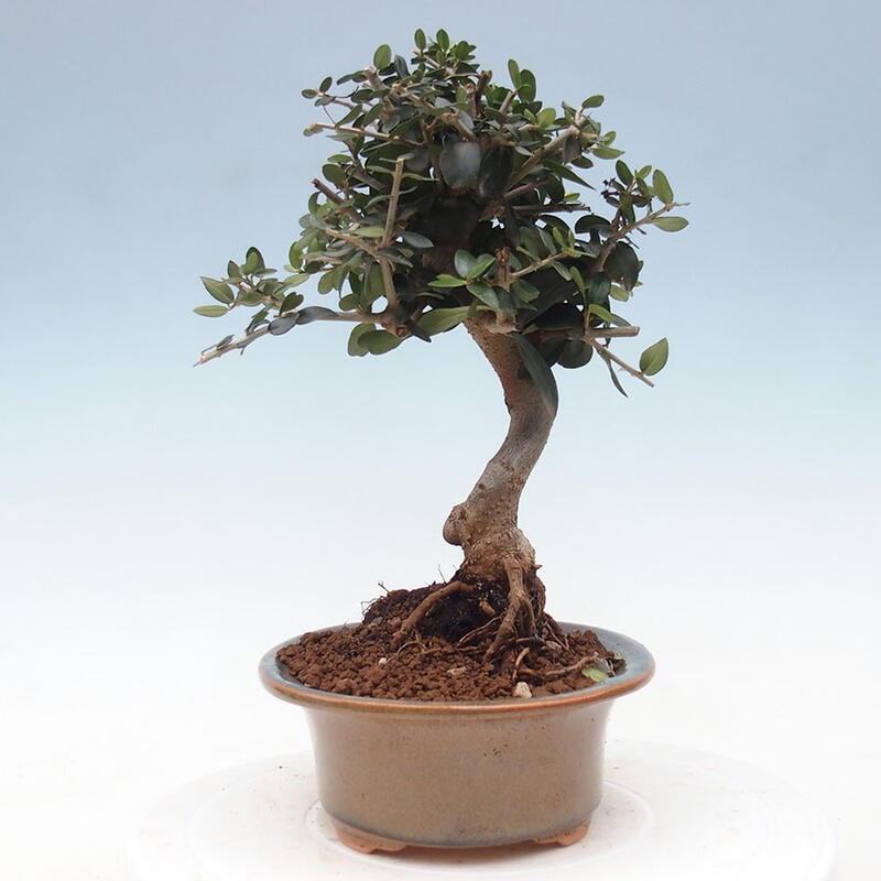 Izbová bonsai - Olea europaea sylvestris -Oliva evropská drobnolistá