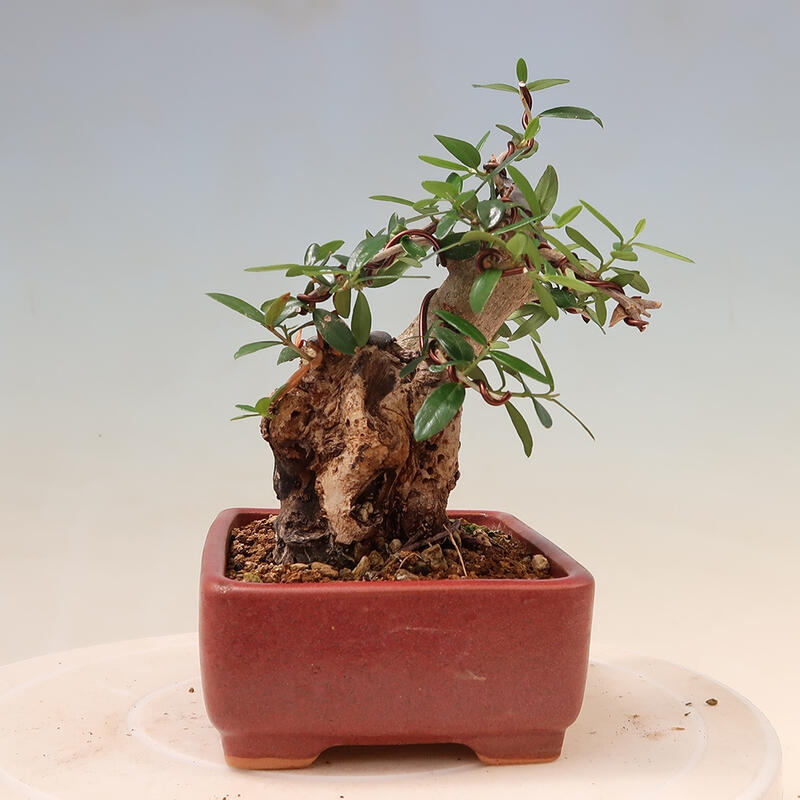 Izbová bonsai - Olea europaea sylvestris -Oliva evropská drobnolistá