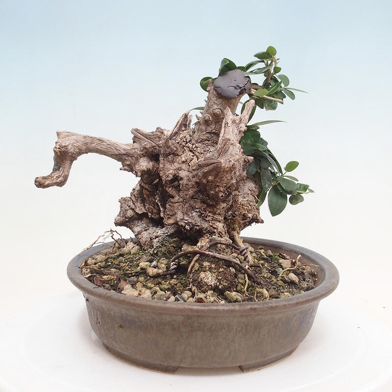 Izbová bonsai - Olea europaea sylvestris -Oliva evropská drobnolistá