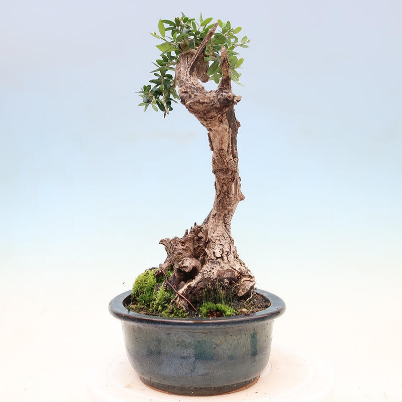 Izbová bonsai - Olea europaea sylvestris -Oliva európska drobnolistá