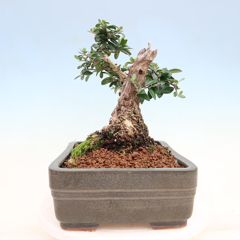 Izbová bonsai - Olea europaea sylvestris -Oliva európska drobnolistá