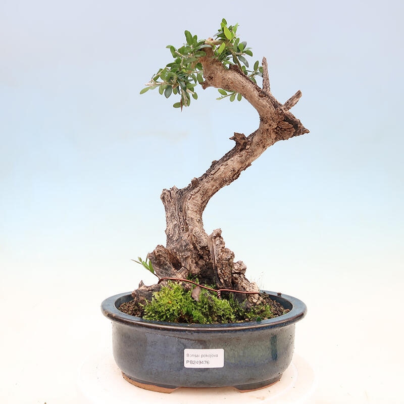 Izbová bonsai - Olea europaea sylvestris -Oliva európska drobnolistá