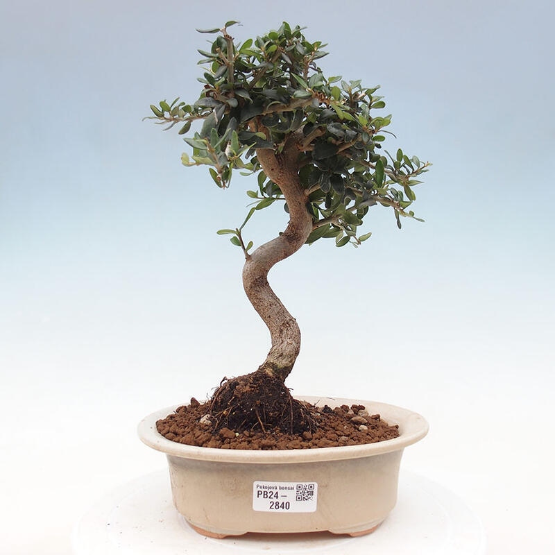 Izbová bonsai - Olea europaea sylvestris -Oliva evropská drobnolistá