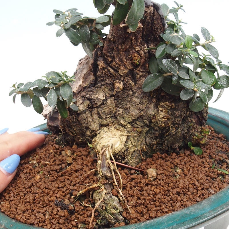 Izbová bonsai - Olea europaea sylvestris -Oliva európska drobnolistá