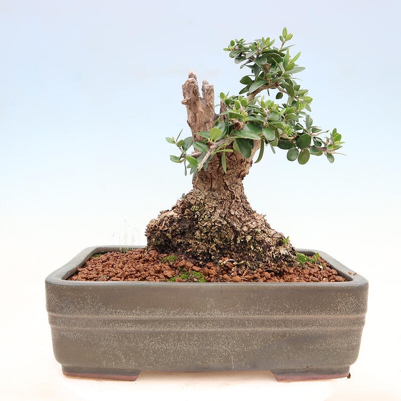 Izbová bonsai - Olea europaea sylvestris -Oliva európska drobnolistá