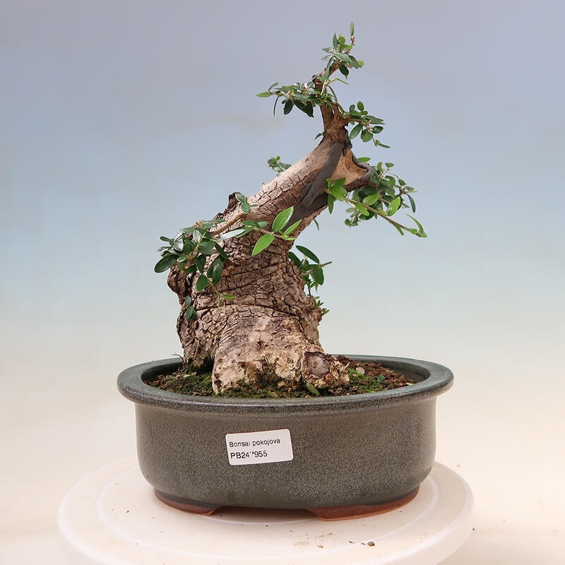 Izbová bonsai - Olea europaea sylvestris -Oliva evropská drobnolistá