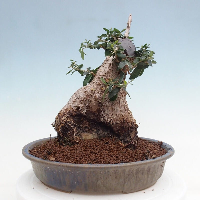 Izbová bonsai - Olea europaea sylvestris -Oliva európska drobnolistá