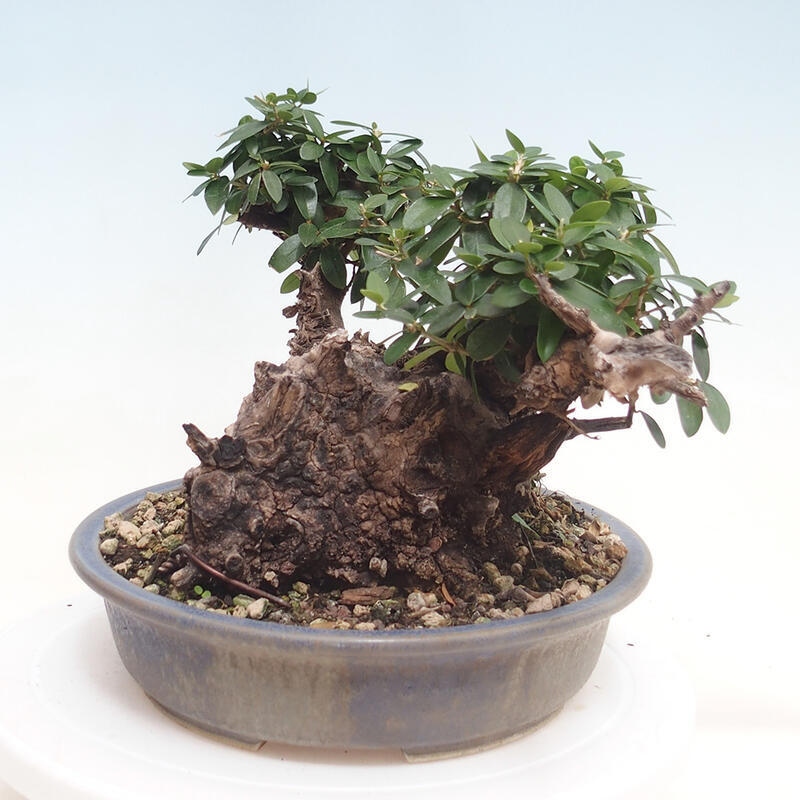 Izbová bonsai - Olea europaea sylvestris -Oliva evropská drobnolistá