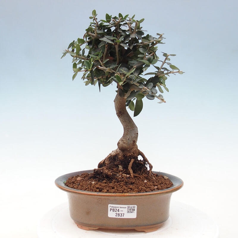 Izbová bonsai - Olea europaea sylvestris -Oliva evropská drobnolistá