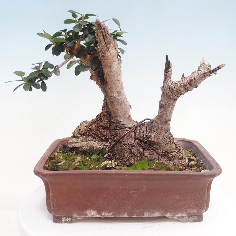 Izbová bonsai - Olea europaea sylvestris -Oliva evropská drobnolistá