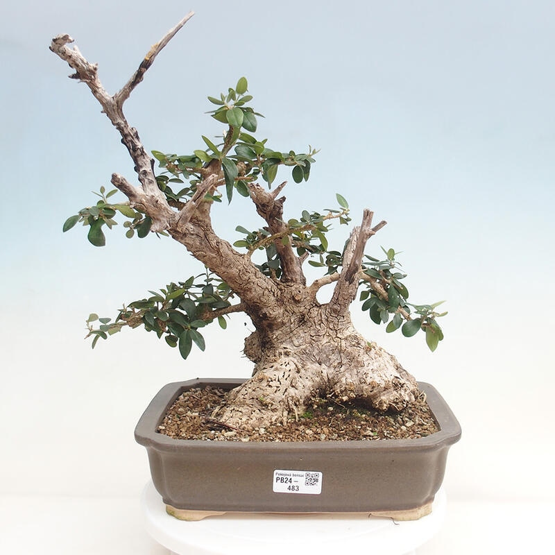 Izbová bonsai - Olea europaea sylvestris -Oliva evropská drobnolistá