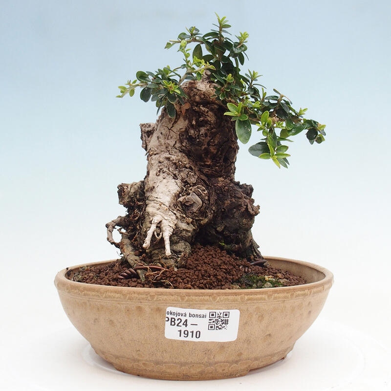 Izbová bonsai - Olea europaea sylvestris -Oliva európska drobnolistá