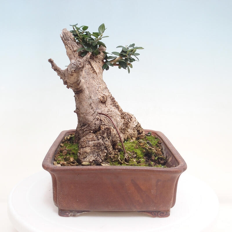 Izbová bonsai - Olea europaea sylvestris -Oliva evropská drobnolistá