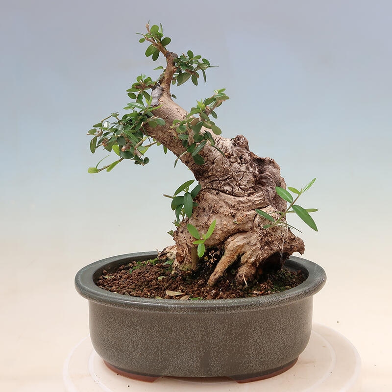 Izbová bonsai - Olea europaea sylvestris -Oliva evropská drobnolistá