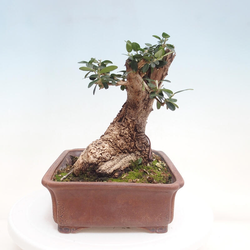 Izbová bonsai - Olea europaea sylvestris -Oliva evropská drobnolistá