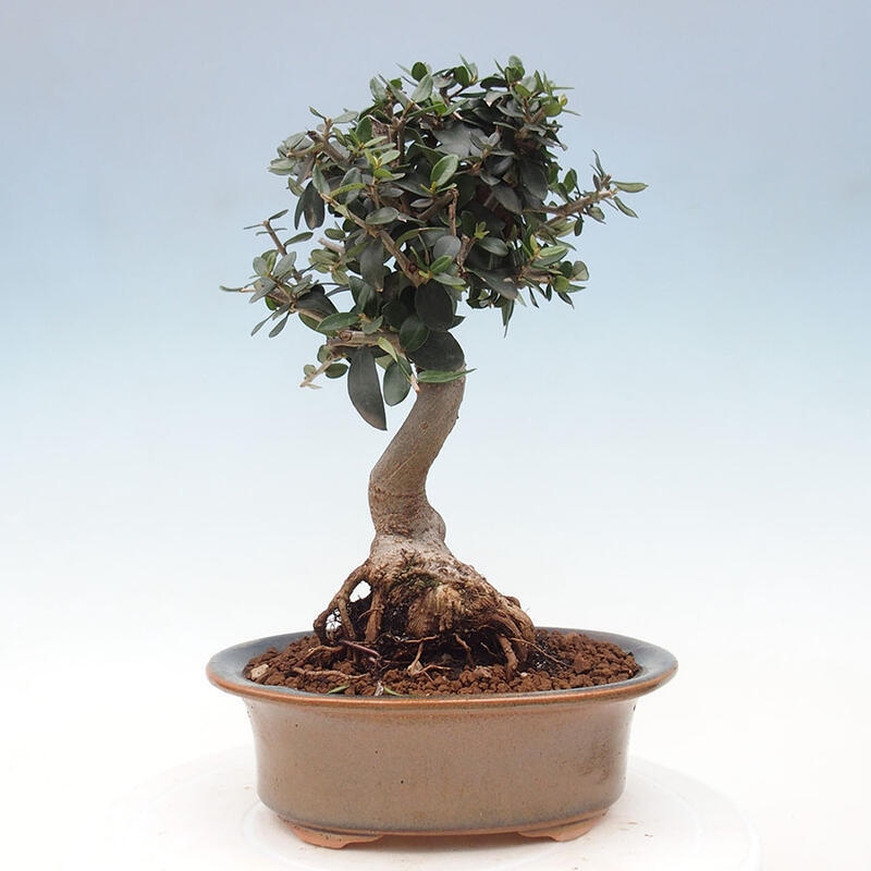 Izbová bonsai - Olea europaea sylvestris -Oliva evropská drobnolistá