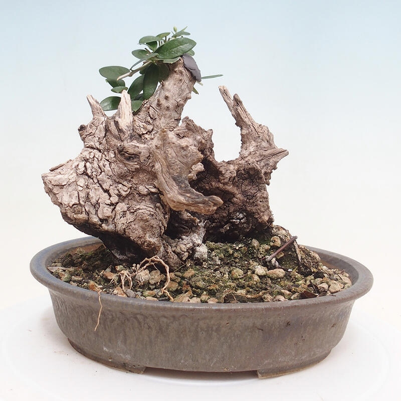 Izbová bonsai - Olea europaea sylvestris -Oliva evropská drobnolistá