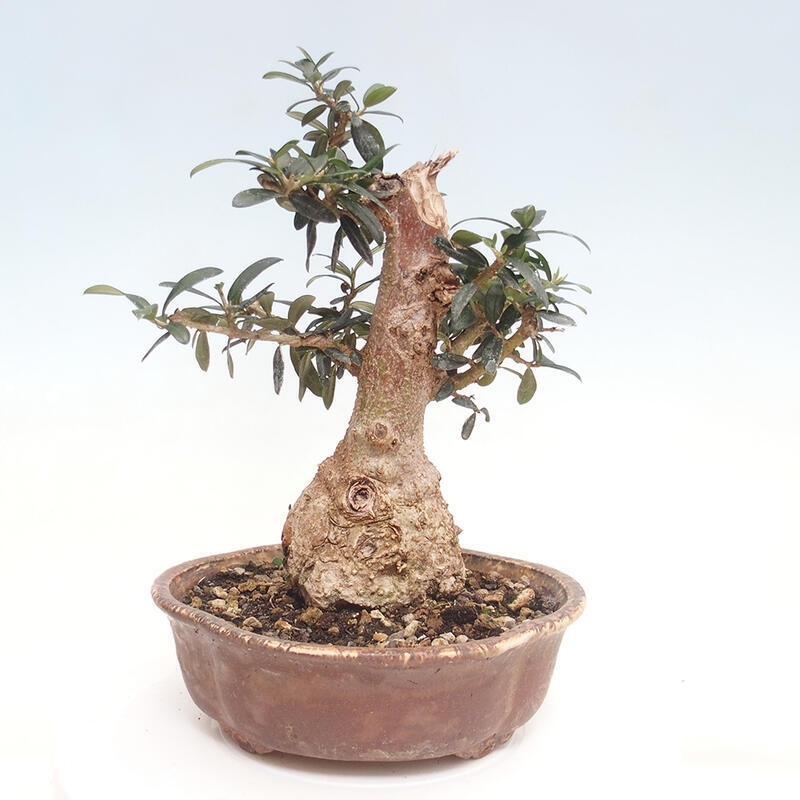 Izbová bonsai - Olea europaea sylvestris -Oliva evropská drobnolistá