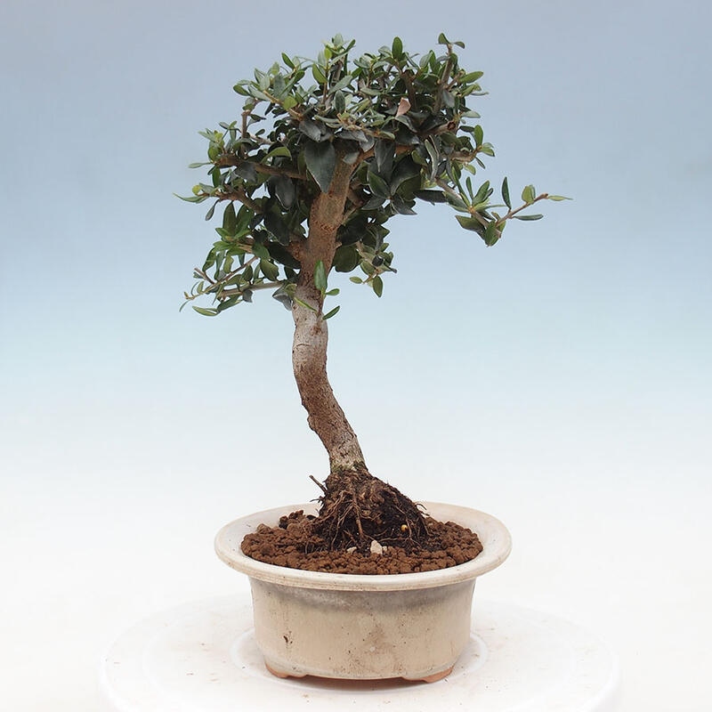 Izbová bonsai - Olea europaea sylvestris -Oliva evropská drobnolistá