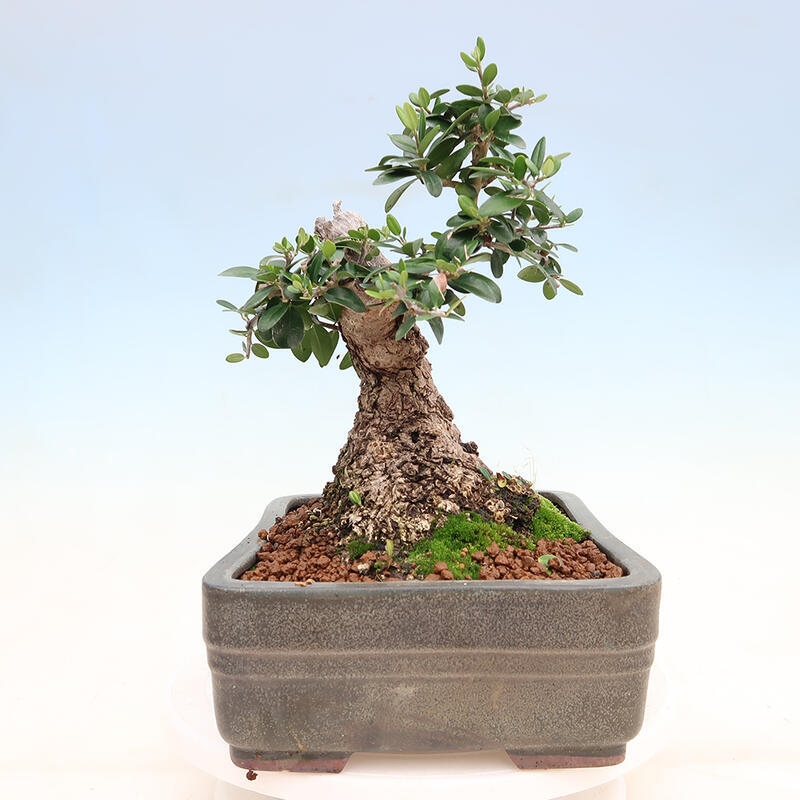 Izbová bonsai - Olea europaea sylvestris -Oliva európska drobnolistá