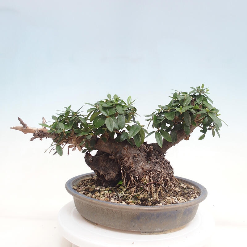 Izbová bonsai - Olea europaea sylvestris -Oliva evropská drobnolistá