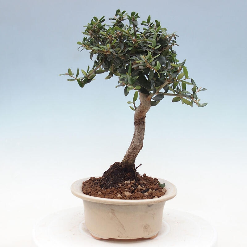 Izbová bonsai - Olea europaea sylvestris -Oliva evropská drobnolistá