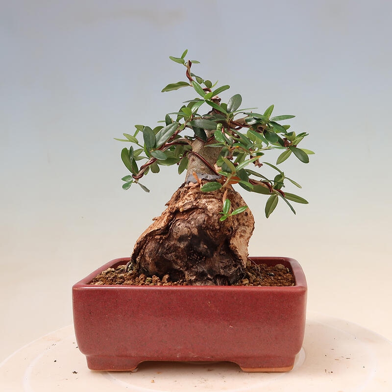 Izbová bonsai - Olea europaea sylvestris -Oliva evropská drobnolistá