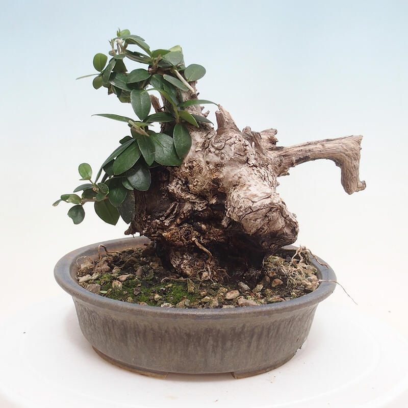 Izbová bonsai - Olea europaea sylvestris -Oliva evropská drobnolistá