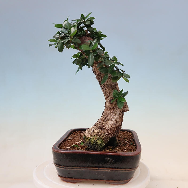 Izbová bonsai - Olea europaea sylvestris -Oliva evropská drobnolistá