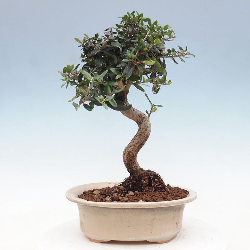 Izbová bonsai - Olea europaea sylvestris -Oliva evropská drobnolistá