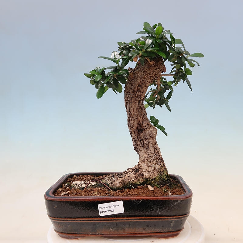 Izbová bonsai - Olea europaea sylvestris -Oliva evropská drobnolistá