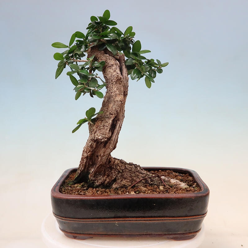 Izbová bonsai - Olea europaea sylvestris -Oliva evropská drobnolistá