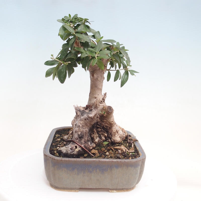 Izbová bonsai - Olea europaea sylvestris -Oliva evropská drobnolistá