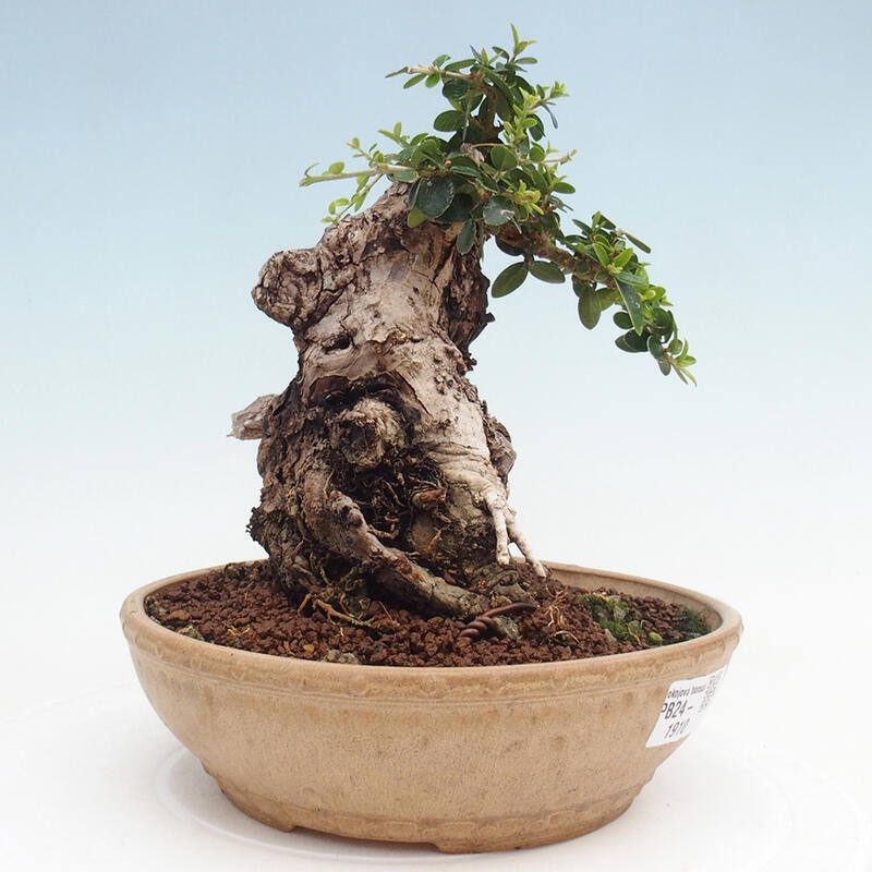 Izbová bonsai - Olea europaea sylvestris -Oliva európska drobnolistá