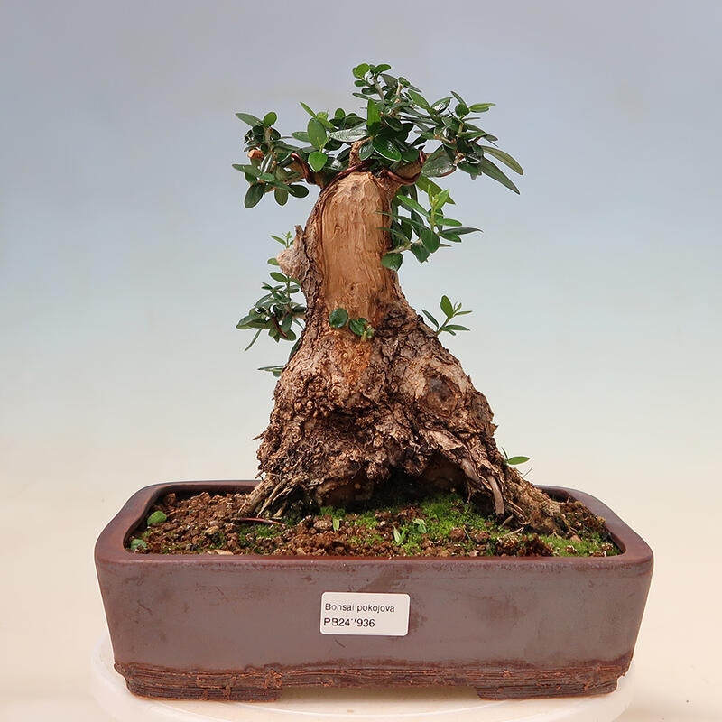 Izbová bonsai - Olea europaea sylvestris -Oliva evropská drobnolistá