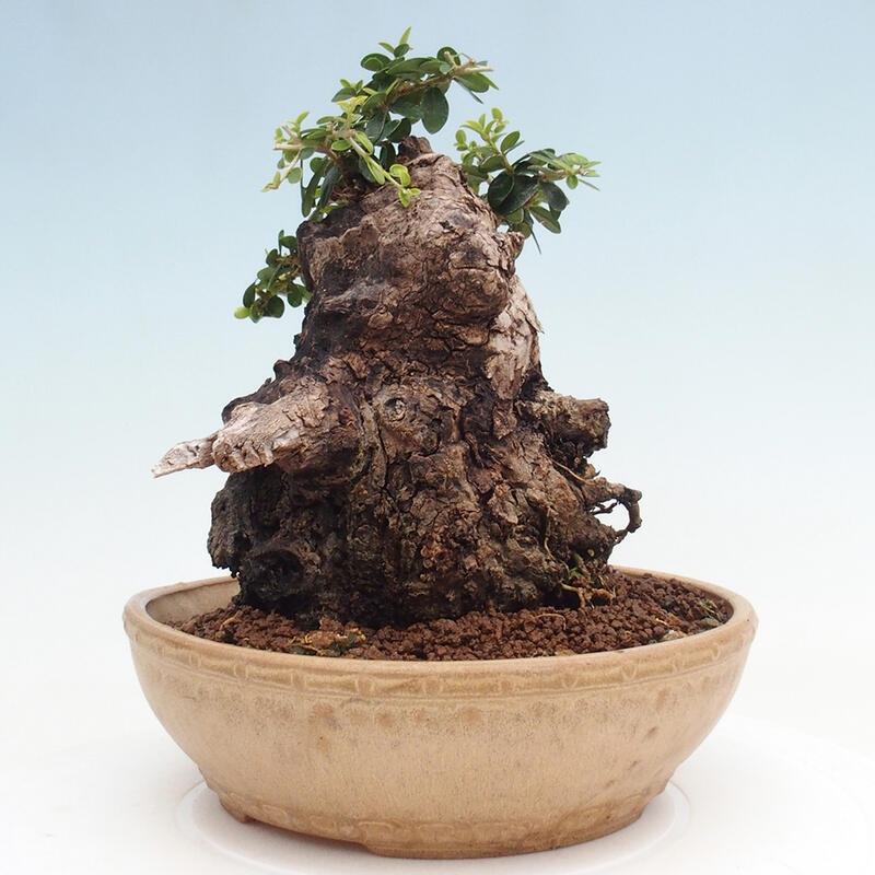 Izbová bonsai - Olea europaea sylvestris -Oliva európska drobnolistá