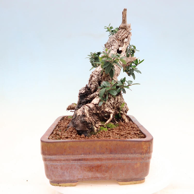 Izbová bonsai - Olea europaea sylvestris -Oliva európska drobnolistá