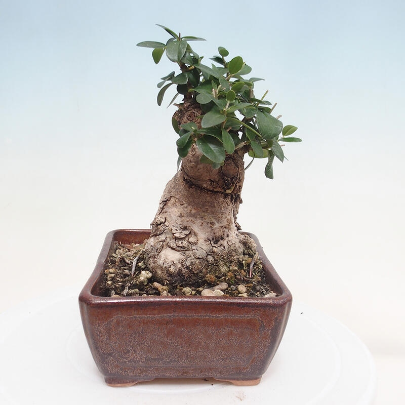 Izbová bonsai - Olea europaea sylvestris -Oliva evropská drobnolistá