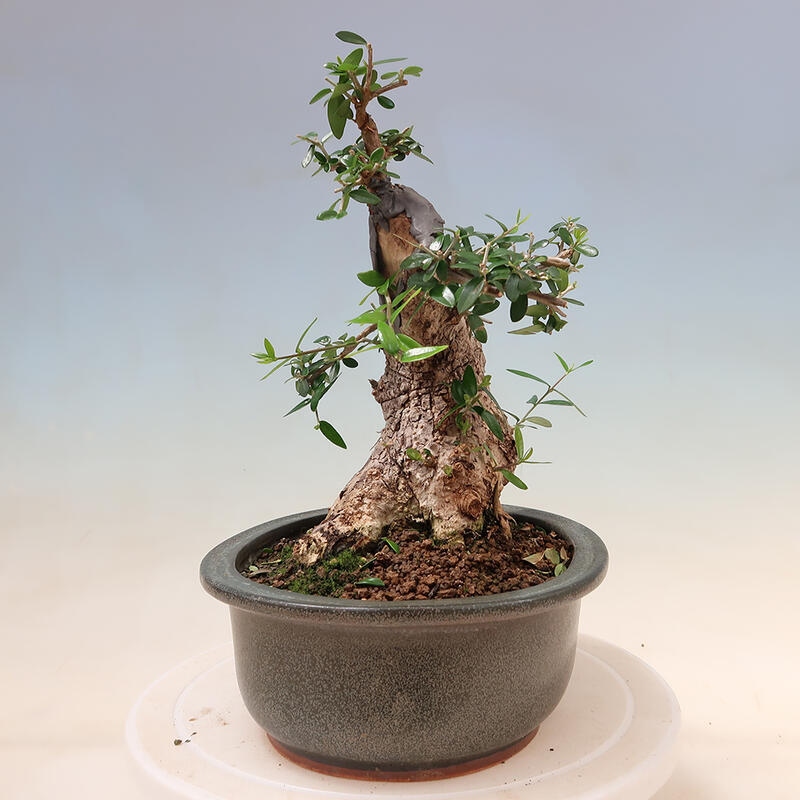 Izbová bonsai - Olea europaea sylvestris -Oliva evropská drobnolistá