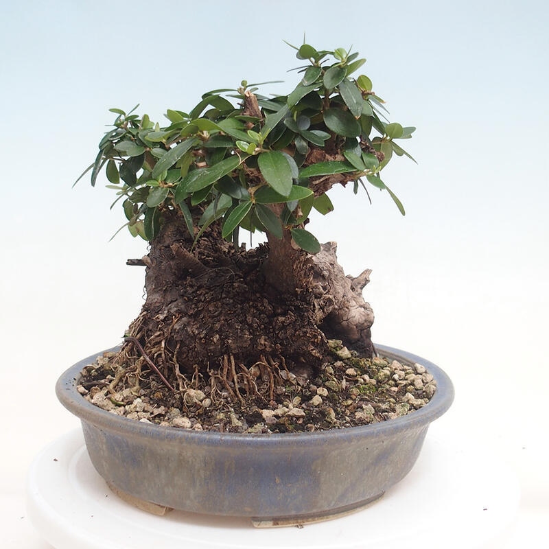 Izbová bonsai - Olea europaea sylvestris -Oliva evropská drobnolistá