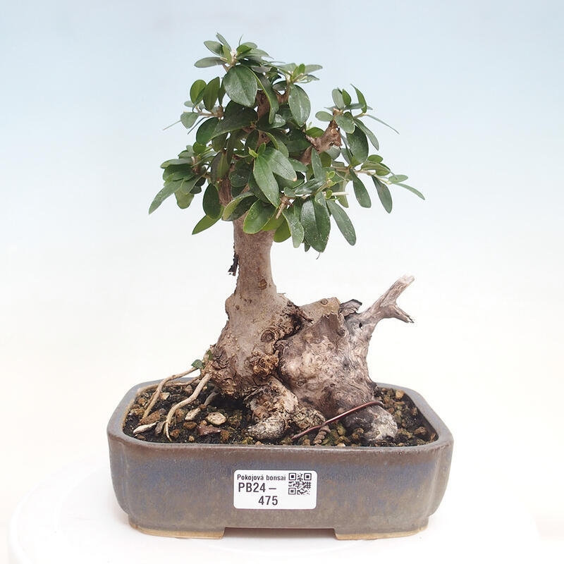 Izbová bonsai - Olea europaea sylvestris -Oliva evropská drobnolistá