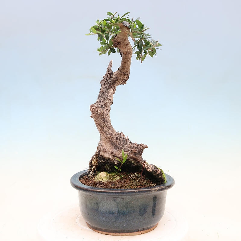 Izbová bonsai - Olea europaea sylvestris -Oliva európska drobnolistá