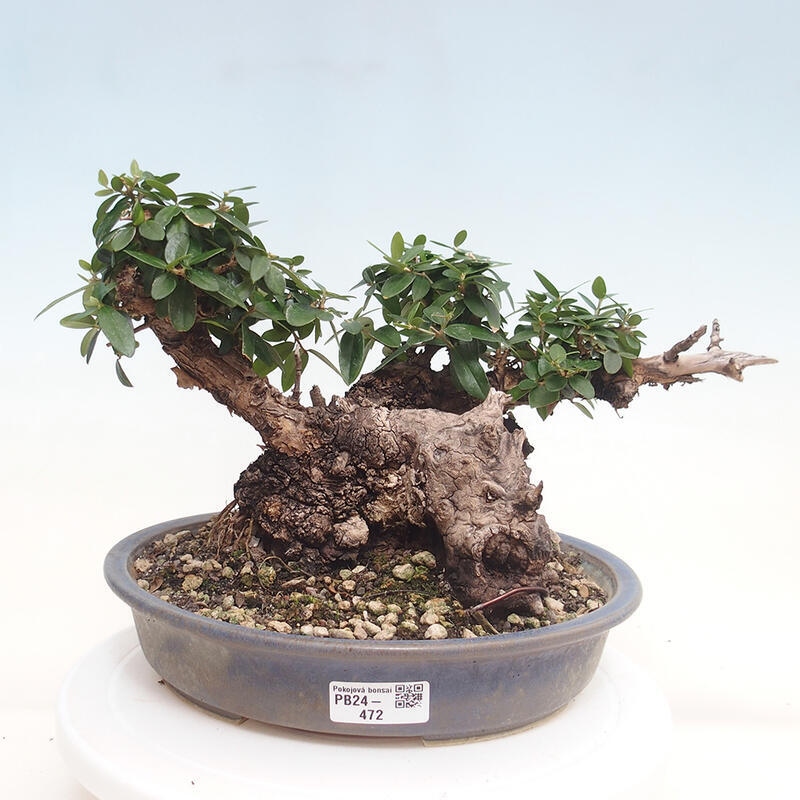 Izbová bonsai - Olea europaea sylvestris -Oliva evropská drobnolistá