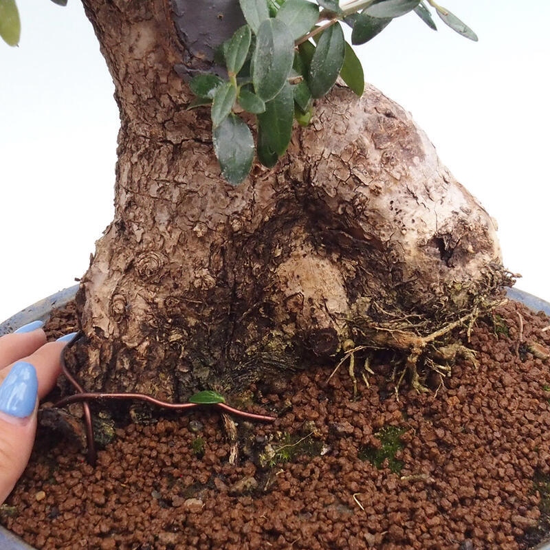 Izbová bonsai - Olea europaea sylvestris -Oliva európska drobnolistá