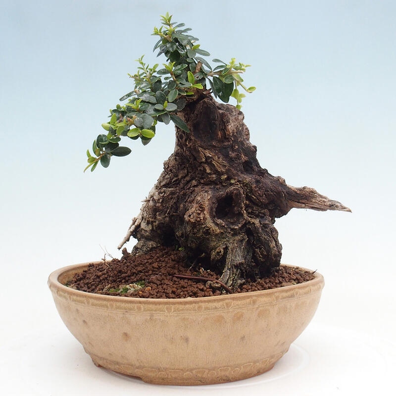 Izbová bonsai - Olea europaea sylvestris -Oliva európska drobnolistá