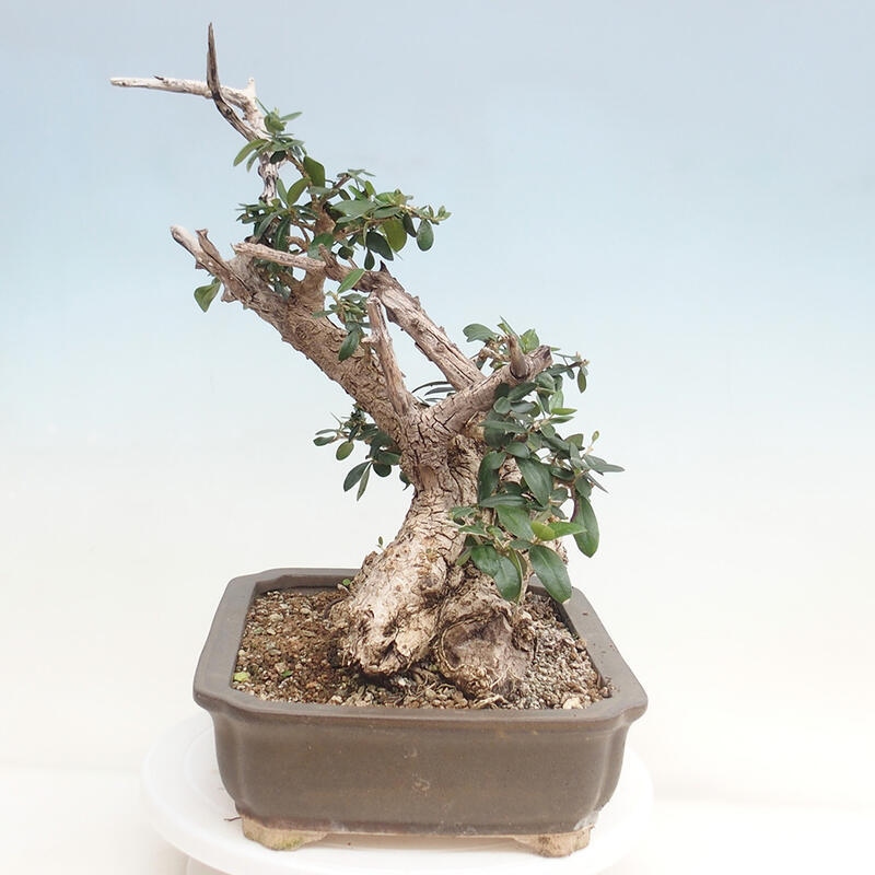 Izbová bonsai - Olea europaea sylvestris -Oliva evropská drobnolistá