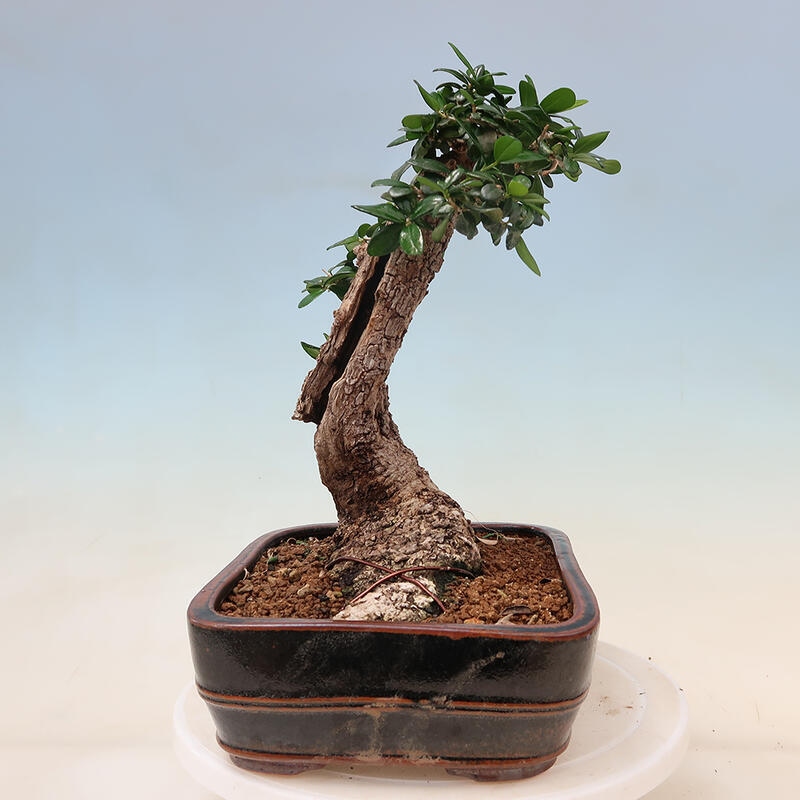 Izbová bonsai - Olea europaea sylvestris -Oliva evropská drobnolistá